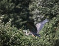 Gray heron flying above bushes at Ernest L. Oros Wildlife Preserve in Avenel, New Jersy, USA
