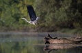 Gray heron flying above river Royalty Free Stock Photo