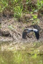 Gray heron flying over the river Royalty Free Stock Photo