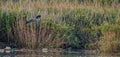 Gray heron flying over a river Royalty Free Stock Photo