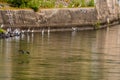 Gray heron flying over river Royalty Free Stock Photo