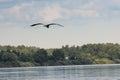 Gray heron flying over the river Royalty Free Stock Photo