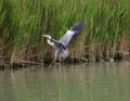 gray heron flying over the river near the mouth Royalty Free Stock Photo