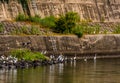 Gray heron flying over riverbank Royalty Free Stock Photo