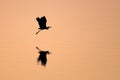 Gray heron flying over the water at sunset Royalty Free Stock Photo