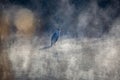 Gray Heron in the fog Royalty Free Stock Photo