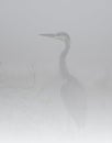 Šedá volavka v mlha 