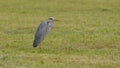 Gray heron, in the foreground, on the grass of the meadow