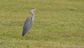 Gray heron, in the foreground, on the grass of the meadow