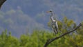 Gray heron, in the foreground, on top of the trees