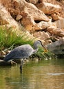 Gray heron with golden fish Royalty Free Stock Photo