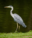 Gray heron