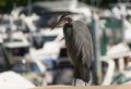 A gray heron hunting in Coal Harbor marina Royalty Free Stock Photo