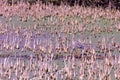 Gray heron hunting on the lake Royalty Free Stock Photo