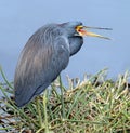 Gray Heron