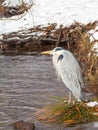 Gray heron Japanese