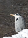 Gray heron