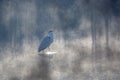 Gray Heron at the lake Royalty Free Stock Photo