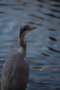 Gray heron Royalty Free Stock Photo