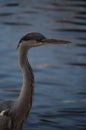 Gray heron Royalty Free Stock Photo