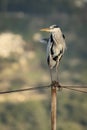 A Gray Heron on a Metal Post Royalty Free Stock Photo