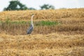 A gray heron in the middle of a freshly harvested rye field. Royalty Free Stock Photo