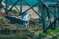 The gray heron at park of terni