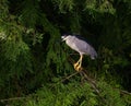 Gray heron perched on a tree branch overlooking a vibrant fern in the foreground