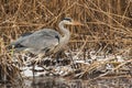 Gray heron in reeds. Royalty Free Stock Photo
