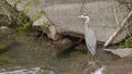 Gray heron resting on the river, in the foreground