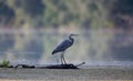Gray heron on river coast Royalty Free Stock Photo