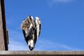 Gray heron sits on the roof of a house against a clear blue sky Royalty Free Stock Photo