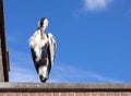 Gray heron sits on the roof of a house against a clear blue sky Royalty Free Stock Photo