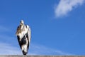 Gray heron sits on the roof of a house against a clear blue sky Royalty Free Stock Photo