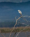 Gray heron in Lake Koronia, Greece Royalty Free Stock Photo