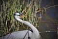 A Gray Heron Fishing Royalty Free Stock Photo