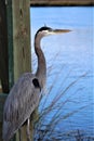 A Gray Heron Fishing Royalty Free Stock Photo