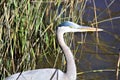 A Gray Heron Fishing Royalty Free Stock Photo