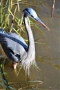 A Gray Heron Fishing Royalty Free Stock Photo