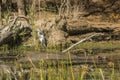 Gray heron standing on the back of hippopotamus
