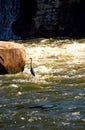 A gray heron standing fishing in the Catawba river.