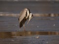 Gray heron standing a frozen lake