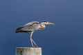 Gray heron standing over a blue sky