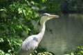 Gray heron standing watching