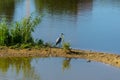 The gray heron on the lake. Royalty Free Stock Photo