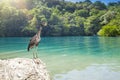 Gray heron on stones on background of the Blue lagoon. Jamaica Royalty Free Stock Photo