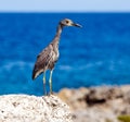 Gray heron on stones on background of the sea. Royalty Free Stock Photo
