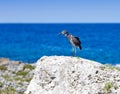 Gray heron on stones on background of the sea. Royalty Free Stock Photo