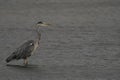 Gray heron strolling on wet sandy riverbank