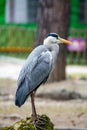 Gray heron